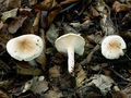 Hygrophorus lindtneri